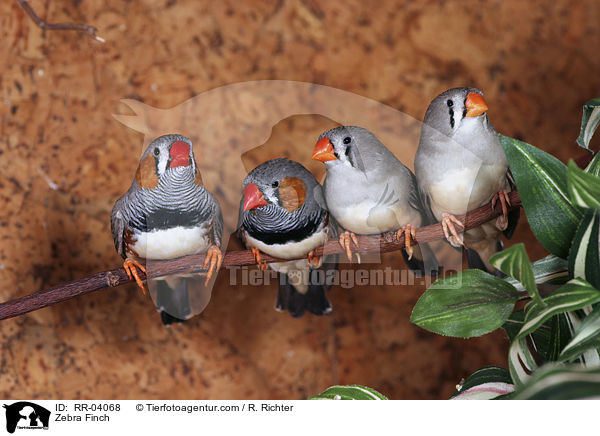 Zebra Finch / RR-04068