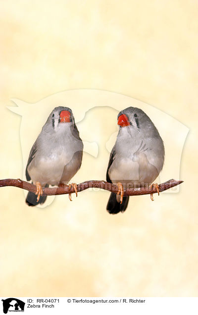Zebra Finch / RR-04071