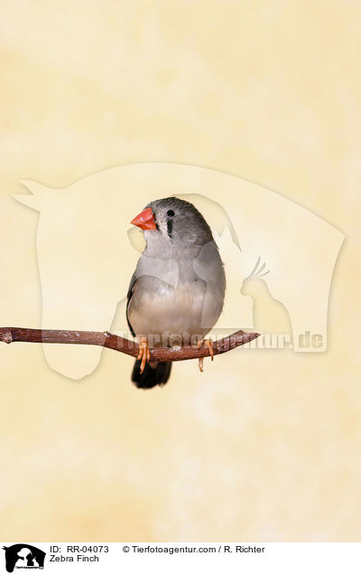 Zebra Finch / RR-04073