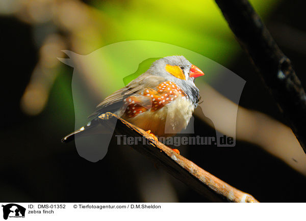 zebra finch / DMS-01352