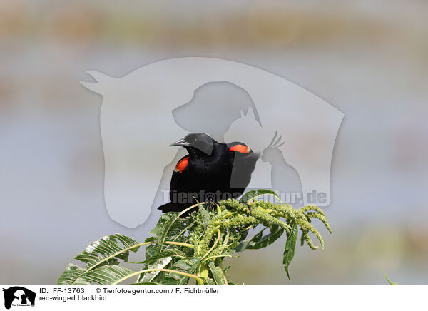 Rotflügelstärling / red-winged blackbird / FF-13763