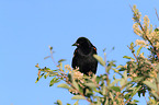 red-winged blackbird