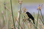 red-winged blackbird