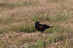 red-winged blackbird