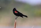 red-winged blackbird
