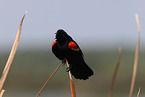 red-winged blackbird