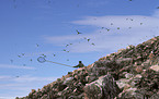 bird-catcher on greenland