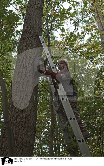 nest box / SO-01750