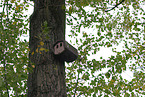 nesting nest box