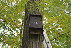 nest box