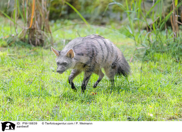 aardwolf / PW-18839
