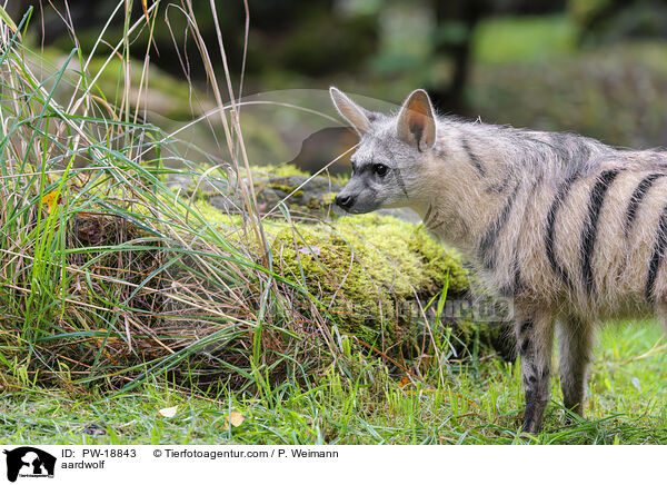 Erdwolf / aardwolf / PW-18843