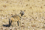 aardwolf