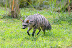 aardwolf