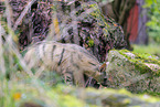 aardwolf