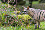 aardwolf