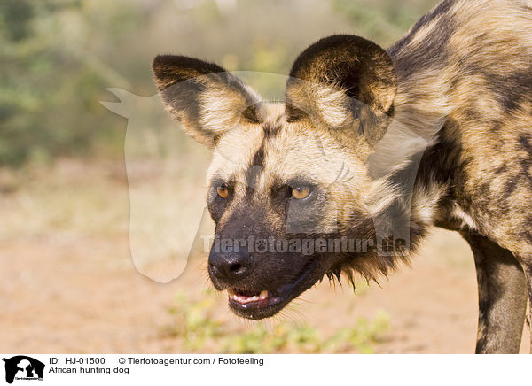 African hunting dog / HJ-01500