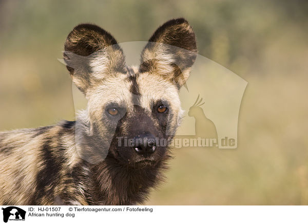 African hunting dog / HJ-01507