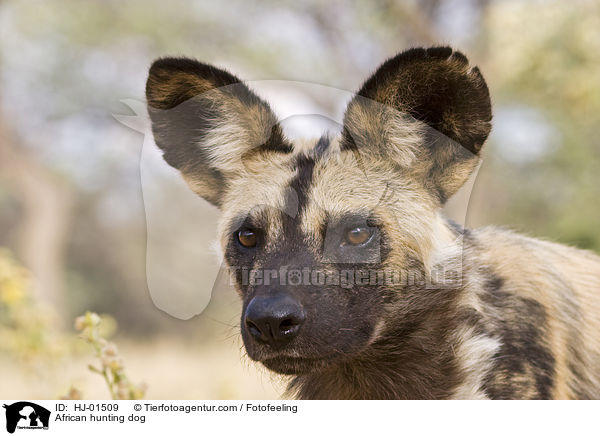 African hunting dog / HJ-01509