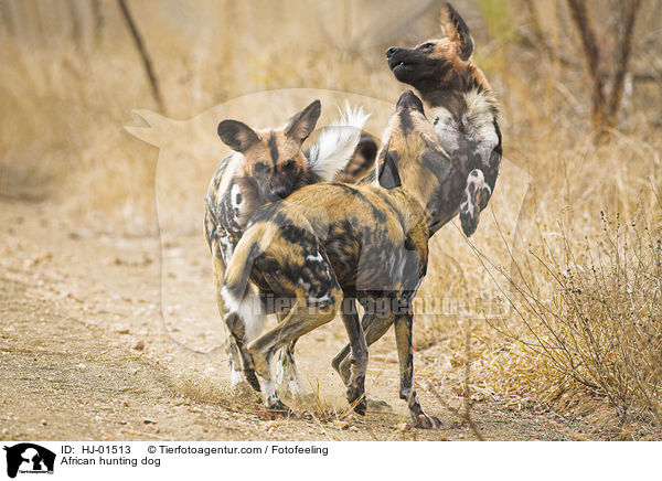 Afrikanischer Wildhund / African hunting dog / HJ-01513