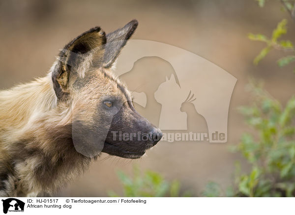 African hunting dog / HJ-01517