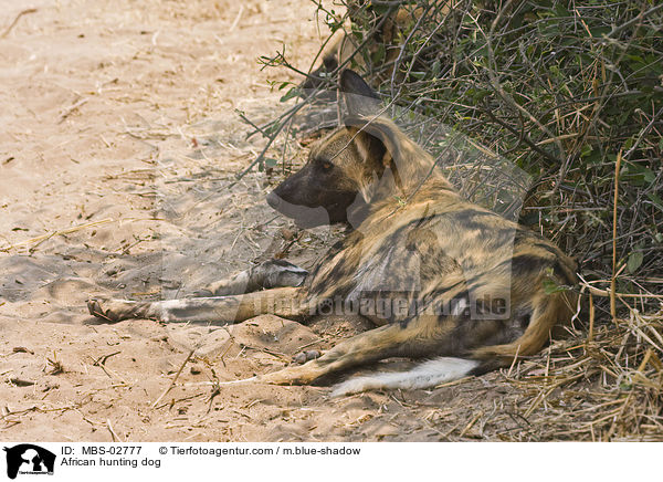 Wildhund / African hunting dog / MBS-02777