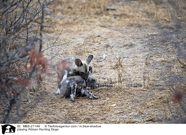 playing African Hunting Dogs / MBS-21148