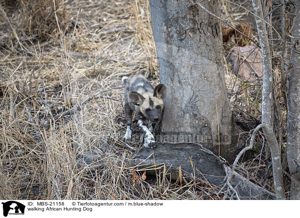walking African Hunting Dog / MBS-21158
