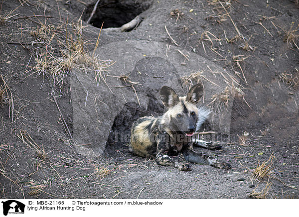 lying African Hunting Dog / MBS-21165