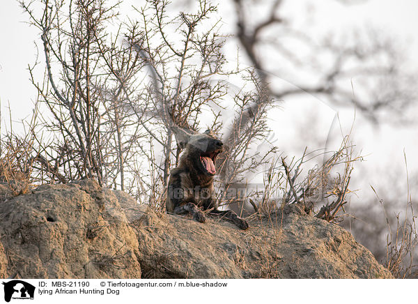 lying African Hunting Dog / MBS-21190