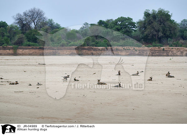African hunting dogs / JR-04989