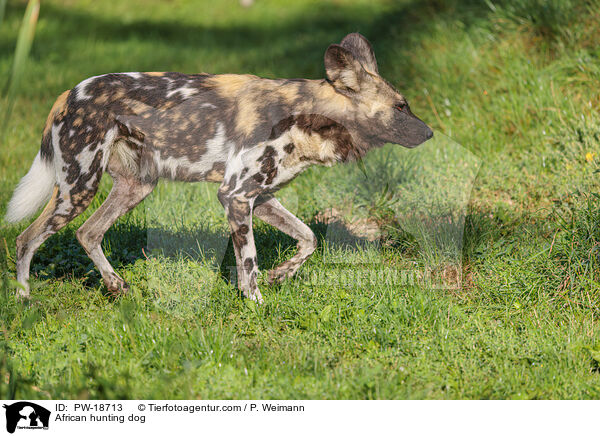 African hunting dog / PW-18713