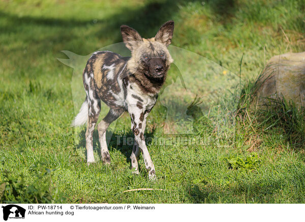 African hunting dog / PW-18714