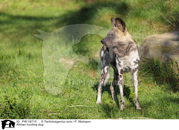 African hunting dog / PW-18715