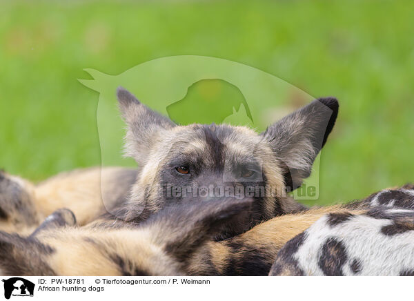 African hunting dogs / PW-18781
