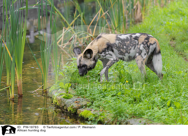 Afrikanischer Wildhund / African hunting dog / PW-18783