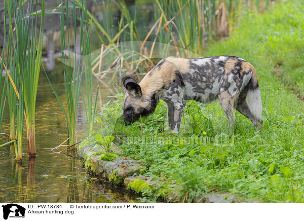 Afrikanischer Wildhund / African hunting dog / PW-18784