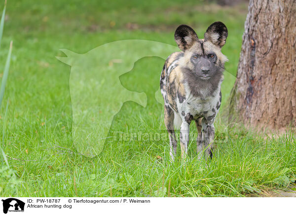Afrikanischer Wildhund / African hunting dog / PW-18787