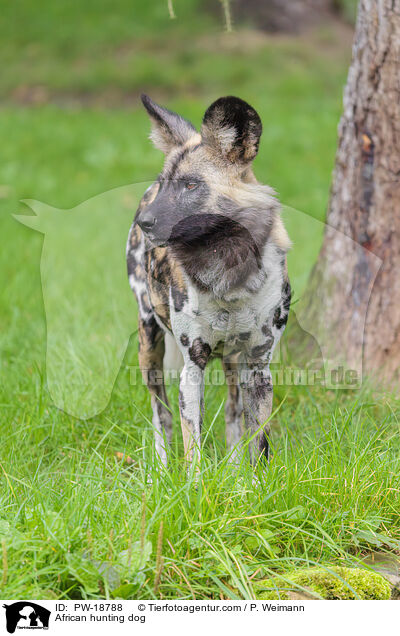 African hunting dog / PW-18788