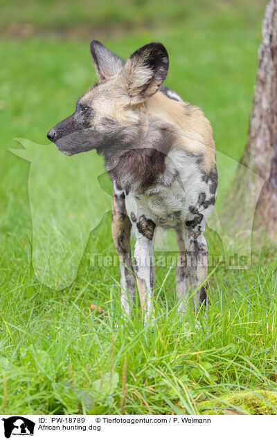 African hunting dog / PW-18789