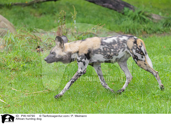 African hunting dog / PW-18790
