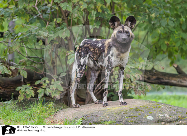 African hunting dog / PW-18792