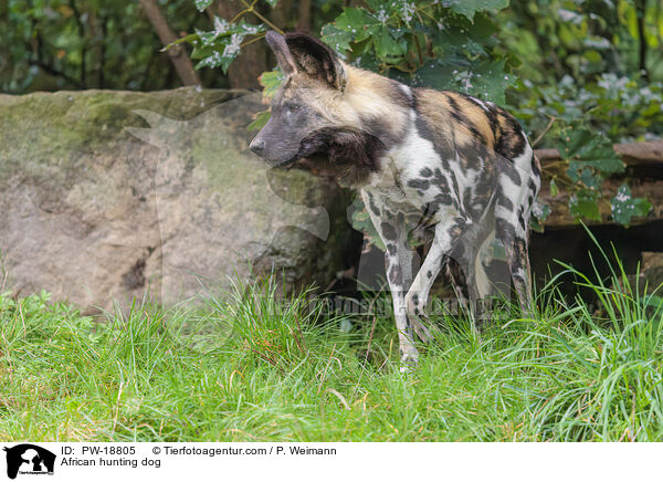 African hunting dog / PW-18805