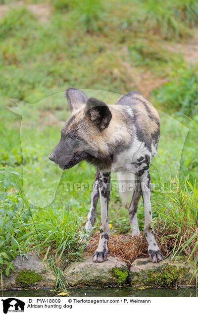 African hunting dog / PW-18809
