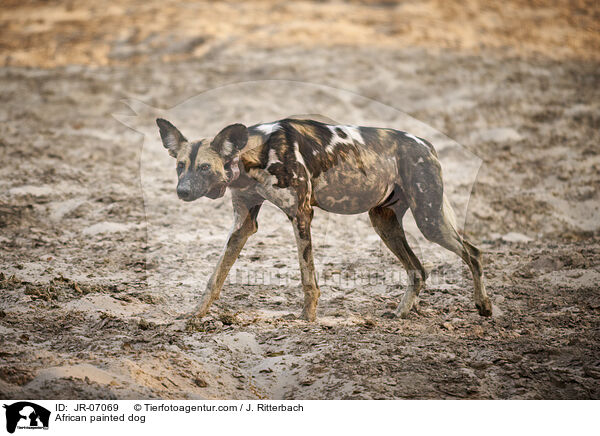 Afrikanischer Wildhund / African painted dog / JR-07069