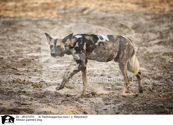 African painted dog / JR-07070