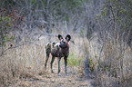 standing African Hunting Dog