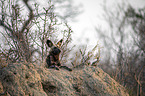 lying African Hunting Dog