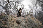lying African Hunting Dog
