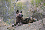 lying African Hunting Dog